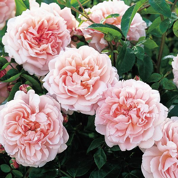 Rosa Wildeve Ausbonny