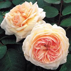 Rosa A Shropshire Lad Ausled