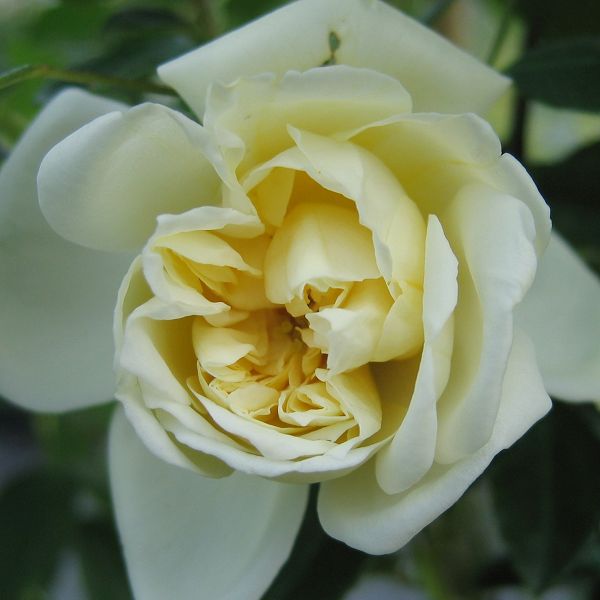 Rosa Albéric Barbier