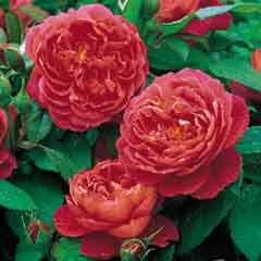 Rosa Benjamin Britten Ausencart