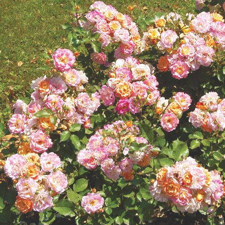 Rosa Bordure Camaieu