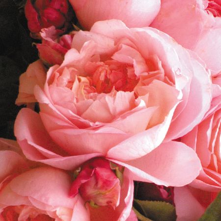 Rosa Dames de Chenonceau