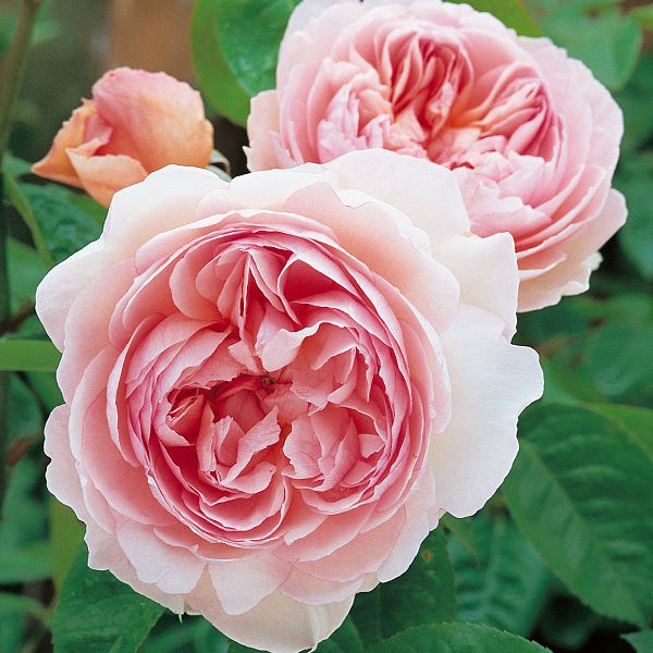 Rosa Gentle Hermione    Ausrumba