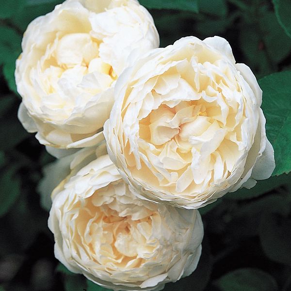 Rosa Glamis Castle Auslevel