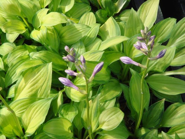Arbustes à feuillage persistant Plantes et nature