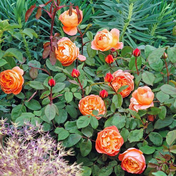 Rosa Lady Emma Hamilton   Ausbrother