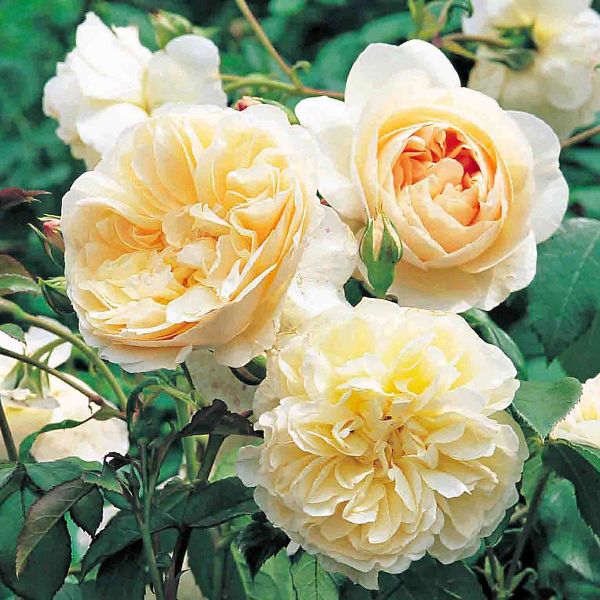 Rosa Lichfield Angel      Ausrelate