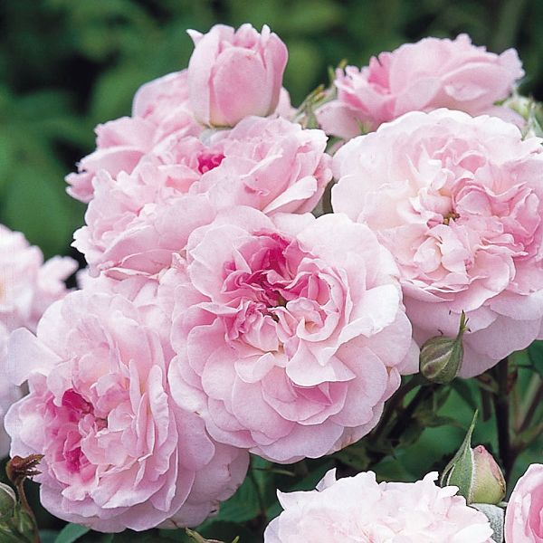 Rosa Rosemoor    Austough