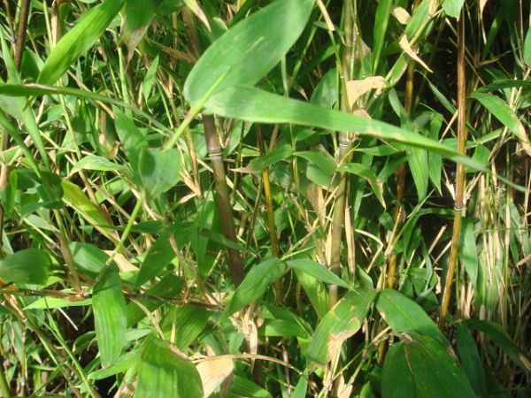 Plantes vivaces à fleurs jaunes mesarbustesfr