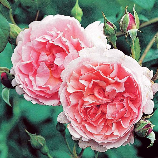Rosa Strawberry Hill   Ausrimini