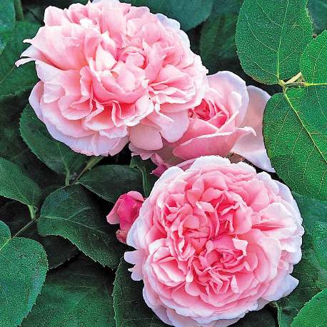 Rose "St Swithun