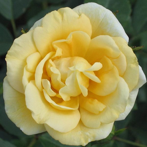 Rosa Tall Story