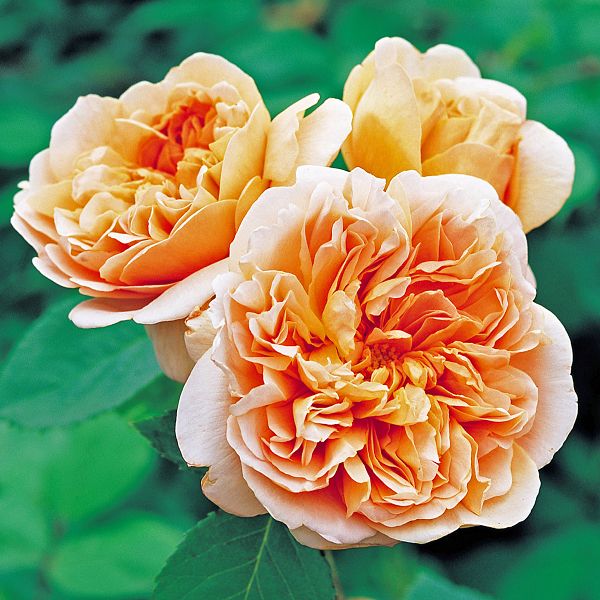 Rosa Tea Clipper Ausrover