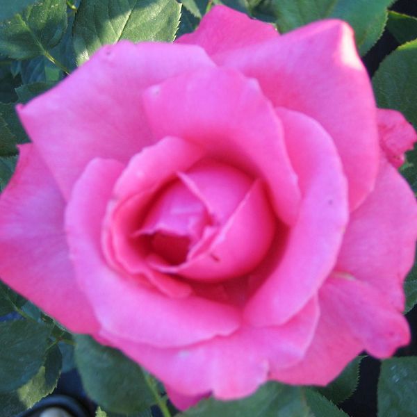 Rosa Wendy Cussons